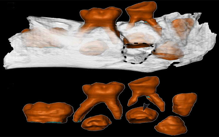 A 1.7 million year old Ethiopian jaw fragment with teeth of a child: Latest Research